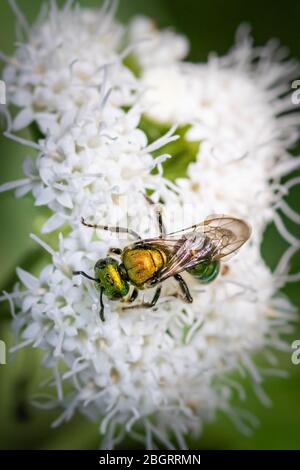 Eine Schweißbiene, die sich auf kleinen weißen Blüten in einer Wiese in Pennsylvania ernährt Stockfoto