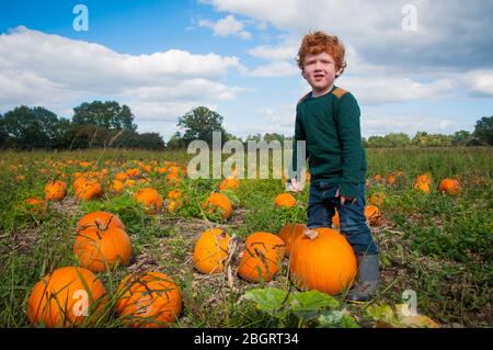 Der junge Junge pflückt sich seinen eigenen Kürbis in einem Kürbisfeld auf einer PYO Farm in Surrey, rechtzeitig zu Halloween. Stockfoto