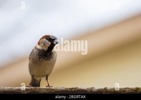 Der männliche Haussperling schaut aufmerksam auf die Kamera, während er auf einem braunen Zaun sitzt. Hintergrund verschwommen. Stockfoto