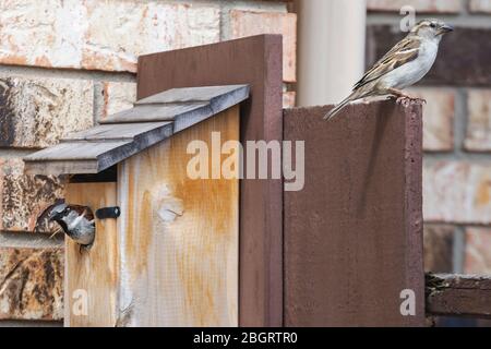 Zwei Spatzen bewachen einen Nistkasten. Männchen Spatz sitzt im Holzhaus mit dem Weibchen sitzt oben auf dem Zaun. Stockfoto