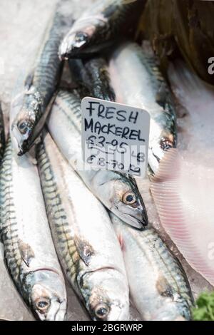 Fresh Mackerel, Scomber Scombrus, erhältlich auf dem St Helier Fish Market in Jersey, Channel Isles Stockfoto