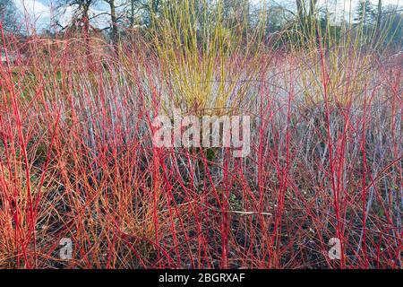 Vivid Midwinter Fire (Cornus sanguinea) stammt an einem kühlen Wintertag. Stockfoto