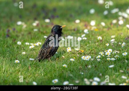 Gewöhnlicher Starling (Sturnus vulgaris), der im Frühjahr auf einer Wiese Futter sucht Stockfoto