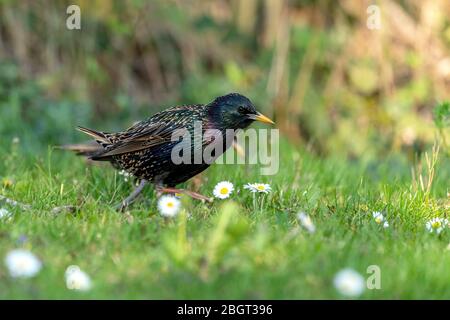 Gewöhnlicher Starling (Sturnus vulgaris), der im Frühjahr auf einer Wiese Futter sucht Stockfoto