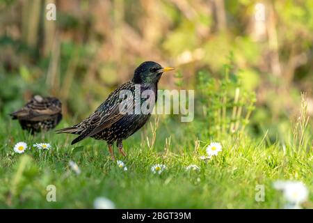 Gewöhnlicher Starling (Sturnus vulgaris), der im Frühjahr auf einer Wiese Futter sucht Stockfoto