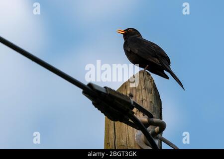 Die männliche Amsel (Turdus merula) sitzt auf der Spitze einer Telefonstange und singt Stockfoto