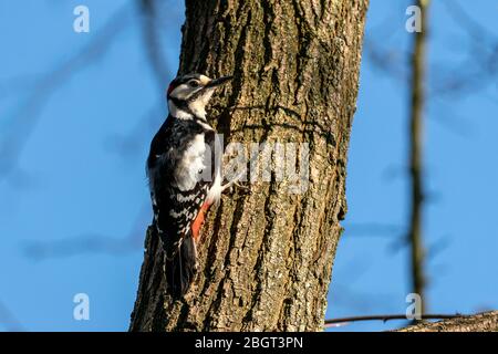 Buntspecht (Dendrocopos major) in seinem natürlichen Lebensraum Stockfoto