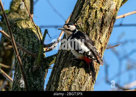 Buntspecht (Dendrocopos major) in seinem natürlichen Lebensraum Stockfoto