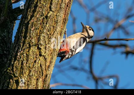 Buntspecht (Dendrocopos major) in seinem natürlichen Lebensraum Stockfoto