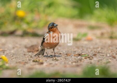 Männlicher Buchfink (Fringilla coelebs) sucht auf dem Boden nach Nahrung Stockfoto