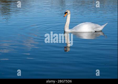 Stummschalten Sie Schwan auf einem See mit Refektion im Wasser Stockfoto
