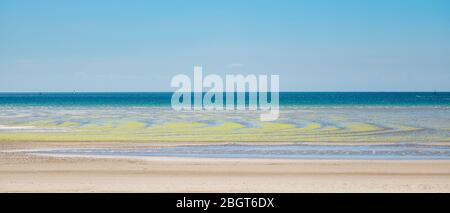 Seetang bildet geometrische kurvige Formen am Sandstrand in St Aubin's Bay, Jersey, Channel Isles Stockfoto