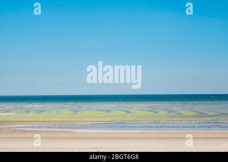 Seetang bildet geometrische kurvige Formen am Sandstrand in St Aubin's Bay, Jersey, Channel Isles Stockfoto