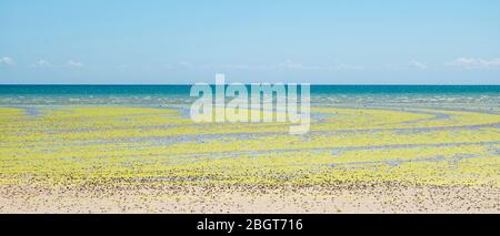 Seetang bildet geometrische kurvige Formen am Sandstrand in St Aubin's Bay, Jersey, Channel Isles Stockfoto