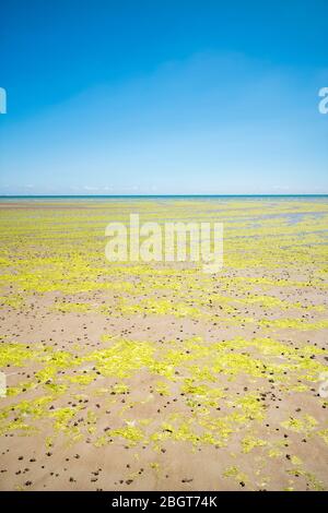 Seetang bildet geometrische kurvige Formen am Sandstrand in St Aubin's Bay, Jersey, Channel Isles Stockfoto