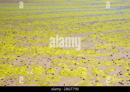 Seetang bildet geometrische kurvige Formen am Sandstrand in St Aubin's Bay, Jersey, Channel Isles Stockfoto