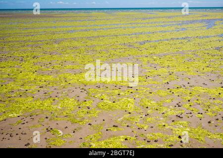 Seetang bildet geometrische kurvige Formen am Sandstrand in St Aubin's Bay, Jersey, Channel Isles Stockfoto