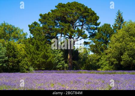 Lavendelpflanze, Lavandula, lila blühende Pflanzen wachsen auf Jersey Lavendel Farm in St Brelade, Jersey, Channel Isles Stockfoto
