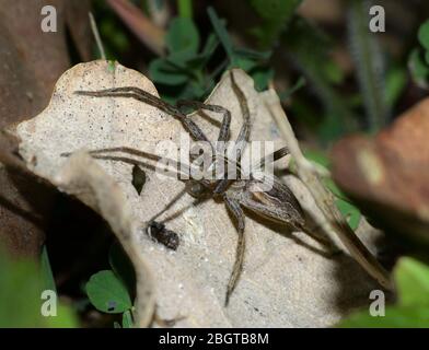 Detail einer braunen Spinne auf einem trockenen Blatt auf einer Wiese Stockfoto