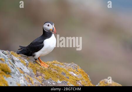 Porträt eines Papageientaucher, Fratecula arctica, am Rande einer Klippe, Farne Inseln, Northumberland, England Großbritannien Stockfoto