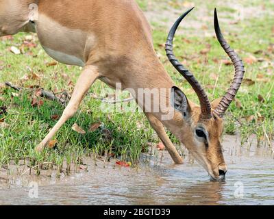 Ein adulter Impala, Aepyceros melampus, Trinkwasser im Chobe National Park, Botswana. Stockfoto