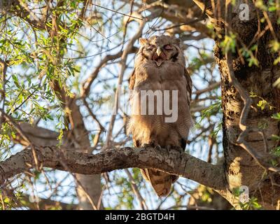 Eine junge Adlereule von Verreaux, Bubo lacteus, im Chobe National Park, Botswana, Südafrika. Stockfoto