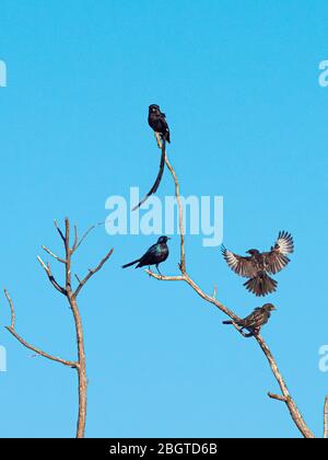 Ein erwachsener Büffelweber mit Rotschnabelschnabel, Bubalornis niger, im Okavango Delta, Botswana, Südafrika. Stockfoto