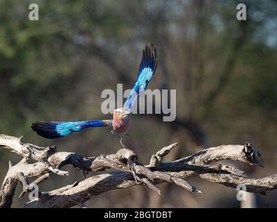 Eine Erwachsene Fliederrolle, Coracias caudatus, die im Okavango-Delta, Botswana, Südafrika, fliegt. Stockfoto