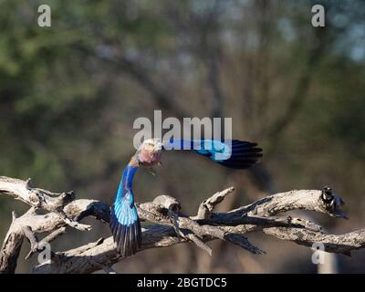 Eine Erwachsene Fliederrolle, Coracias caudatus, die im Okavango-Delta, Botswana, Südafrika, fliegt. Stockfoto