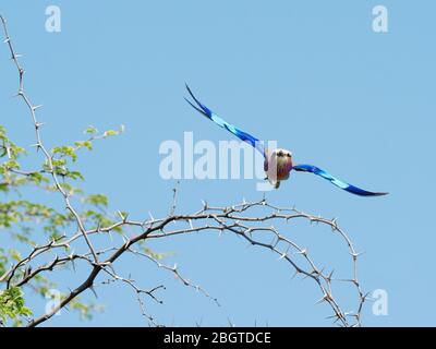 Eine Erwachsene Fliederrolle, Coracias caudatus, die im Okavango-Delta, Botswana, Südafrika, fliegt. Stockfoto