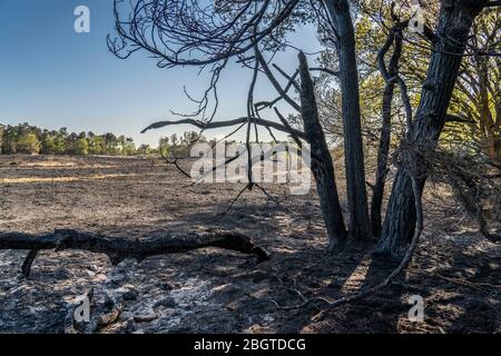 Folgen eines Waldbrands im niederländisch-deutschen Grenzgebiet bei NiederkrŸchten-Elmpt, im Naturschutzgebiet 'De Meinweg', Niederlande, Stockfoto