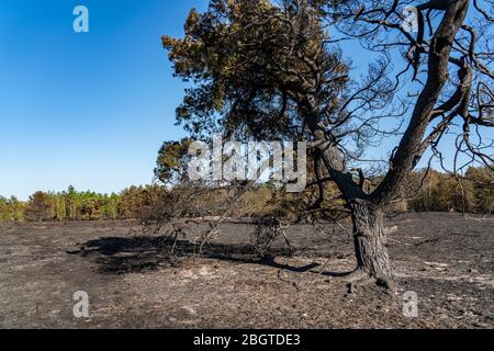 Folgen eines Waldbrands im niederländisch-deutschen Grenzgebiet bei NiederkrŸchten-Elmpt, im Naturschutzgebiet 'De Meinweg', Niederlande, Stockfoto