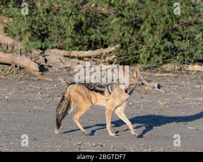 Ein adulter Schwarzrückenschakal, Canis mesomelas, im Okavango Delta, Botswana, Südafrika. Stockfoto