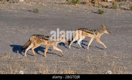 Erwachsene Schwarzrückenschakale, Canis mesomelas, im Okavango Delta, Botswana, Südafrika. Stockfoto