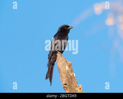 Ein ausgewachsener Fork-tailed Drongo, Dicrurus adsimilis, im Chobe National Park, Botswana, Südafrika. Stockfoto