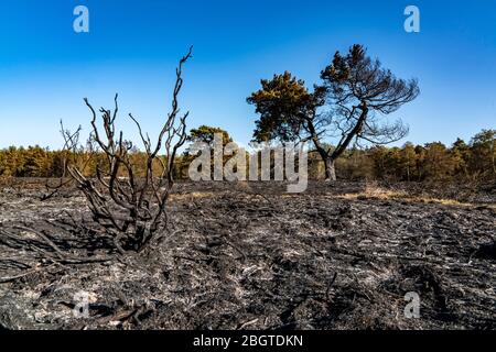 Folgen eines Waldbrands im niederländisch-deutschen Grenzgebiet bei NiederkrŸchten-Elmpt, im Naturschutzgebiet 'De Meinweg', Niederlande, Stockfoto