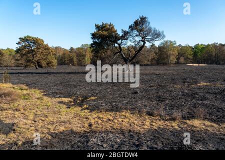 Folgen eines Waldbrands im niederländisch-deutschen Grenzgebiet bei NiederkrŸchten-Elmpt, im Naturschutzgebiet 'De Meinweg', Niederlande, Stockfoto