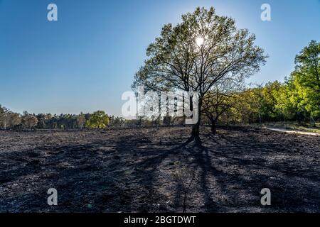 Folgen eines Waldbrands im niederländisch-deutschen Grenzgebiet bei NiederkrŸchten-Elmpt, im Naturschutzgebiet 'De Meinweg', Niederlande, Stockfoto