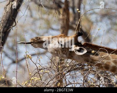 Eine Erwachsene südliche Giraffe, Giraffa camelopardalis, füttert im Chobe National Park, Botswana, Südafrika. Stockfoto