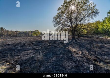 Folgen eines Waldbrands im niederländisch-deutschen Grenzgebiet bei NiederkrŸchten-Elmpt, im Naturschutzgebiet 'De Meinweg', Niederlande, Stockfoto