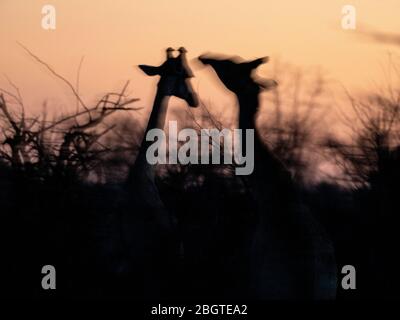 Ein Paar südliche Giraffen, Giraffa camelopardalis, die bei Sonnenuntergang im Chobe National Park, Botswana, Südafrika, Sparring. Stockfoto