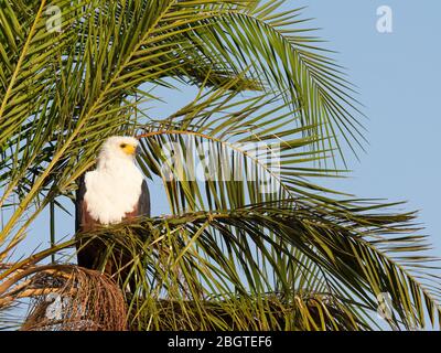 Ein ausgewachsener afrikanischer Fischadler, Haliaeetus vocifer, in einer Palme im Okavango Delta, Botswana, Südafrika. Stockfoto