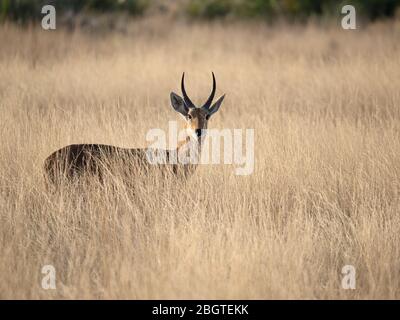 Erwachsenes Männchen rot lechwe, Kobus leche, in der Trockenzeit im Okavango Delta, Botswana, Südafrika. Stockfoto