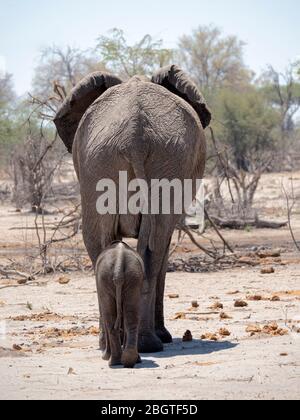 Mutter und Kalb Afrikanischer Elefant, Loxodonta africana, im Okavango Delta, Botswana, Südafrika. Stockfoto