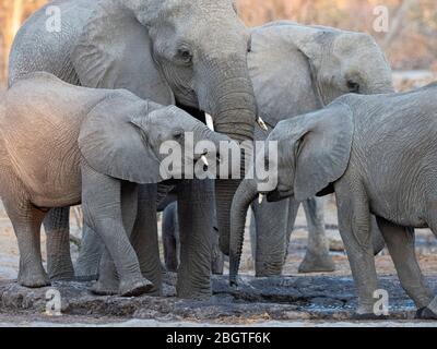 Afrikanische Elefanten, Loxodonta africana, Herdentrinker an einem Wasserloch im Okavango Delta, Botswana, Südafrika. Stockfoto