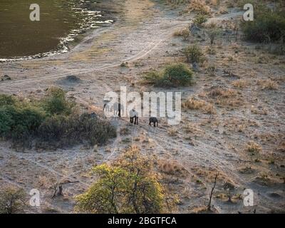 Luftaufnahme der afrikanischen Elefanten, Loxodonta africana, im Okavango Delta, Botswana, Südafrika. Stockfoto