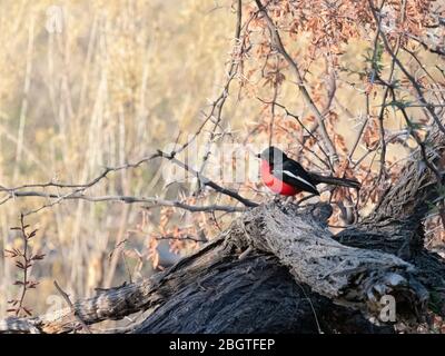 Ausgewachsener Karmesinwürger, Laniarius atrococcineus, im Okavango-Delta, Botswana, Südafrika. Stockfoto