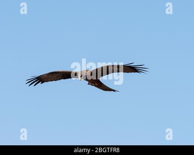 Ausgewachsener Gelbschnabeldrachen, Milvus aegyptius, im Flug im Okavango Delta, Botswana. Stockfoto