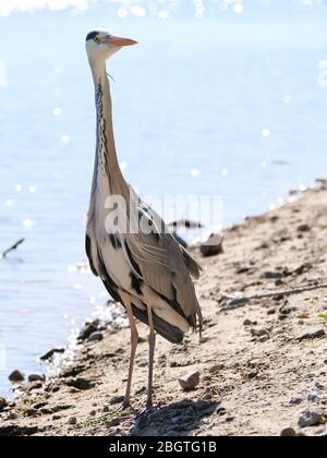 heron am Sandstrand nähert sich der Kamera Stockfoto