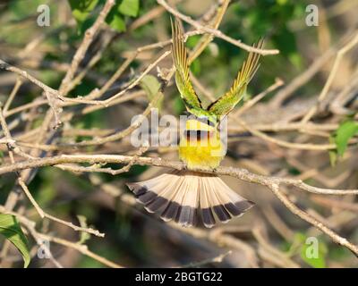 Ein erwachsener kleiner Bienenfresser, Merops pusillus, der im Chobe National Park, Botswana, fliegt. Stockfoto